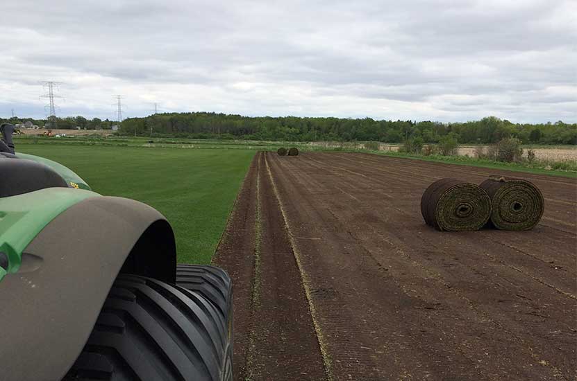 our farm large turf rolls
